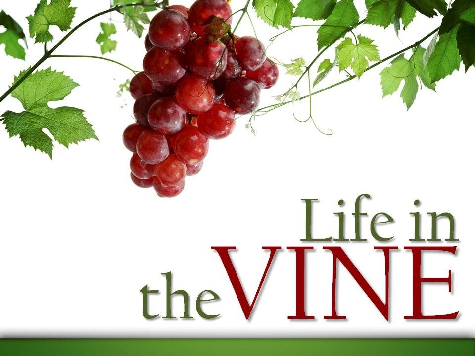 Life in the Vine